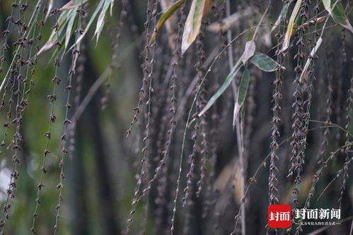 成都竹子开花 错过再等60年 成都竹子开花 错过再等60年