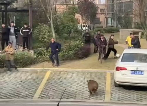上海一公寓楼下有野猪追赶行人 上海一公寓楼下有野猪追赶行人