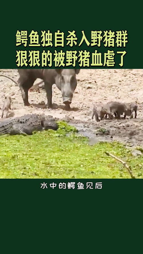 野猪闯进学校 随后自己游走了(野猪闯进学校,一场意外的自然探访) 野猪闯进学校 随后自己游走了(野猪闯进学校,一场意外的自然探访)