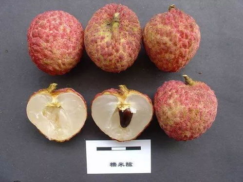 柬埔寨公主深圳摘荔枝:最爱糯米糍(柬埔寨公主深圳摘荔枝,最爱糯米糍) 柬埔寨公主深圳摘荔枝:最爱糯米糍(柬埔寨公主深圳摘荔枝,最爱糯米糍)