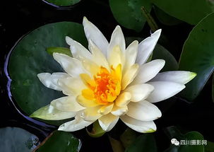 莲花怎么拍华为手机 莲花怎么拍华为手机