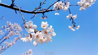 华为手机樱花怎么拍 华为手机樱花怎么拍