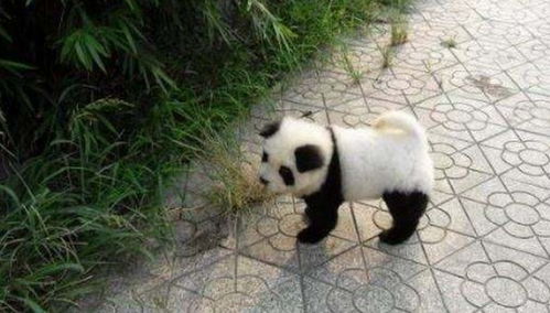 动物园回应将松狮犬染色成“熊猫”