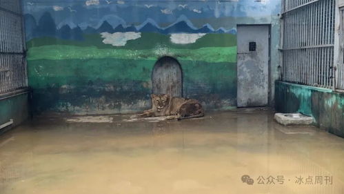 洪水锁笼狮子死亡 动物园不该被指责 洪水锁笼狮子死亡 动物园不该被指责