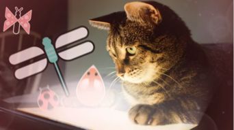 猫咪在那里游戏日本攻略 VS 停留游戏攻略